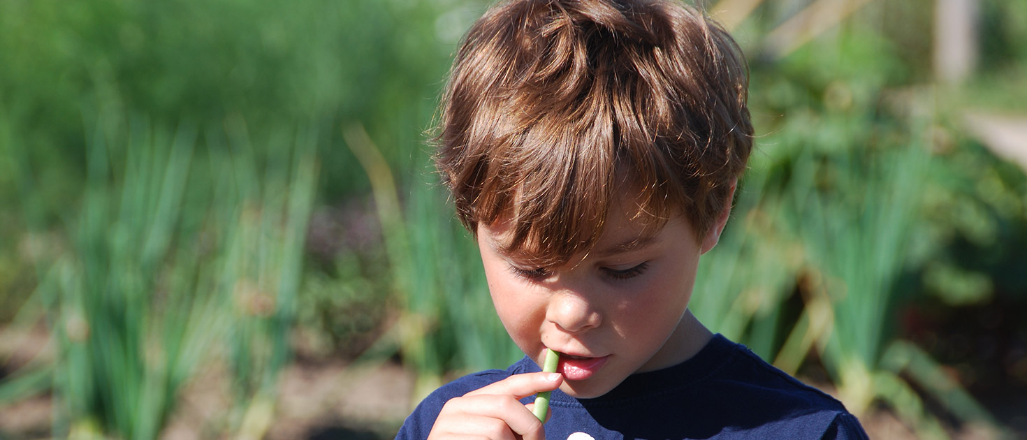 Boy eating beans from the garden