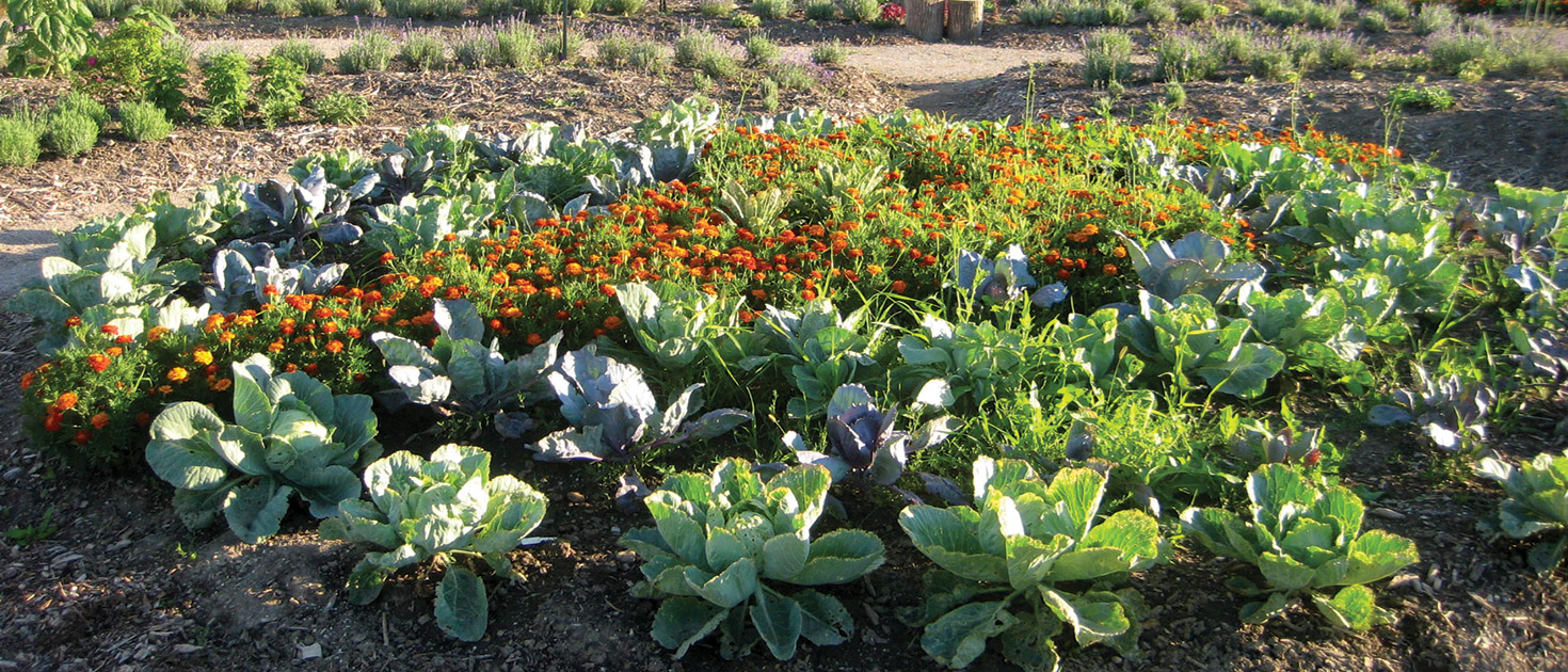 Marigolds and Cabbage